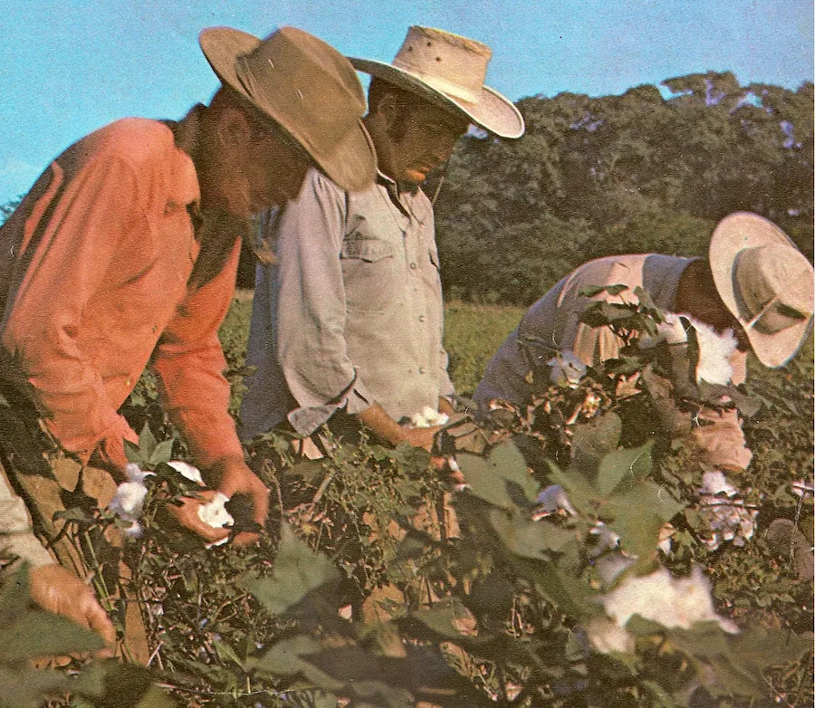 Cosecha manual de algodón